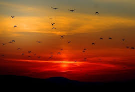 همسات الوجود.