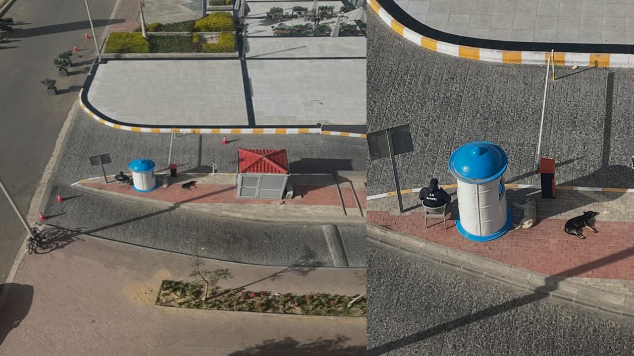 ❤️🐾 حارس بسيط وكلبة شاردة… حكاية رحمة تُدفئ صباحات المصريين