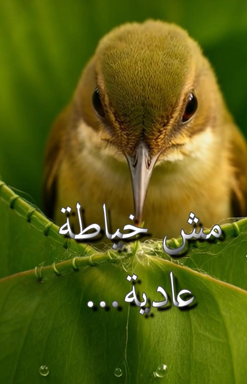 الطائر الخياط .