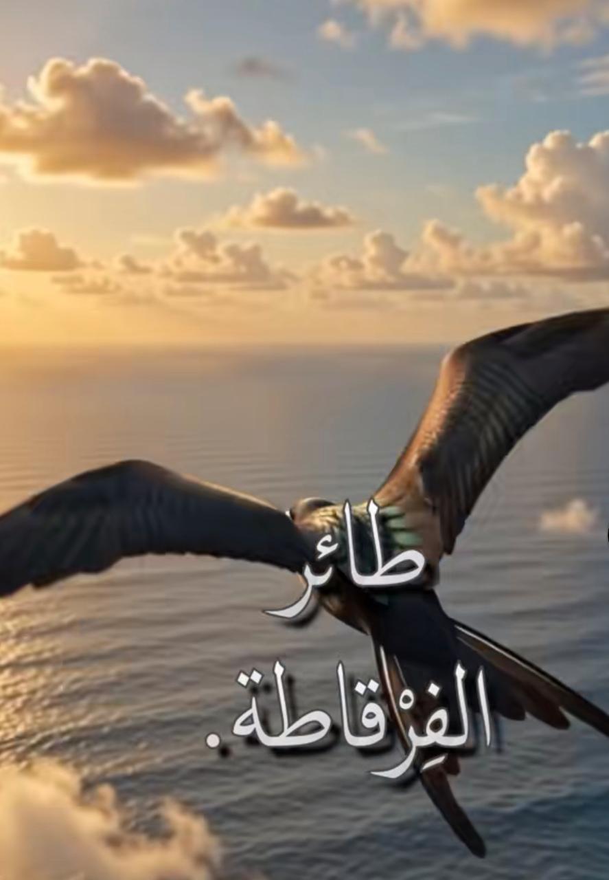 ما لم تعرفه عن طائر الفرقاطة